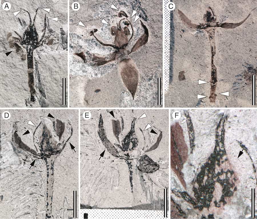 Newly discovered fossils illuminate a family’s 64 million year development
