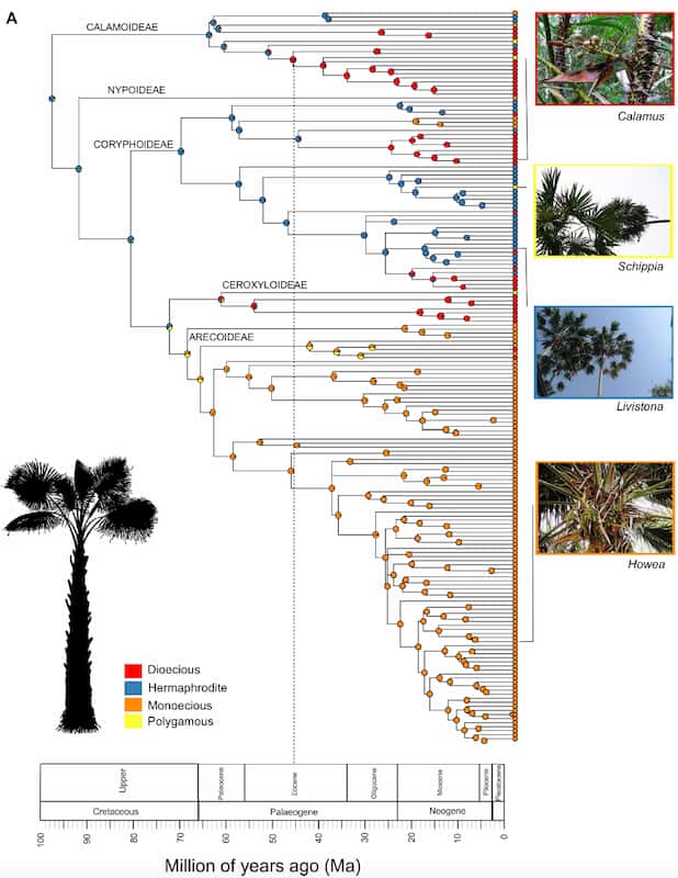 Un diagramme compliqué de la façon dont les palmiers sont liés les uns aux autres.