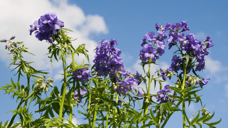 Une foule de hautes plantes jaillit d'en bas, tenant leurs têtes de fleurs violettes vers le ciel.