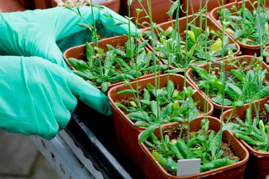 Plants can become less uniform by duplicating their genome