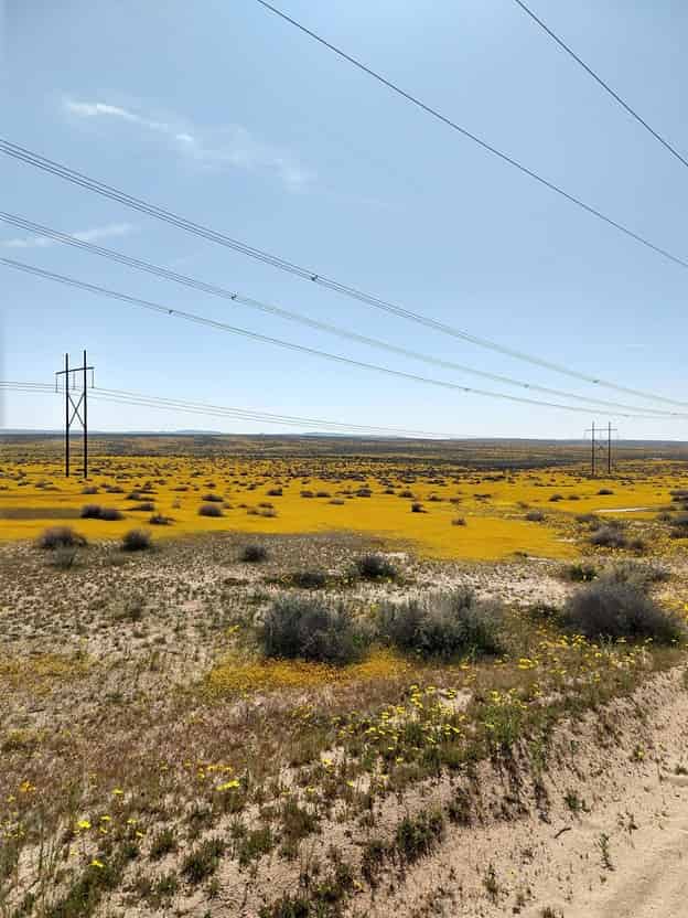 Solar panels might be good for cities — but what about the plants living underneath?