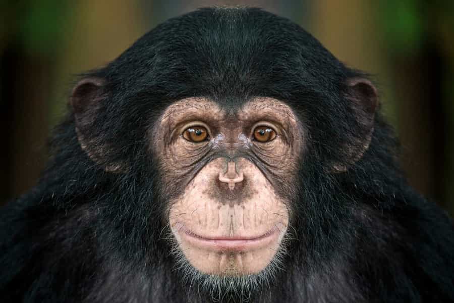 Étudier des restes végétaux à l'entrée et à la sortie d'un chimpanzé