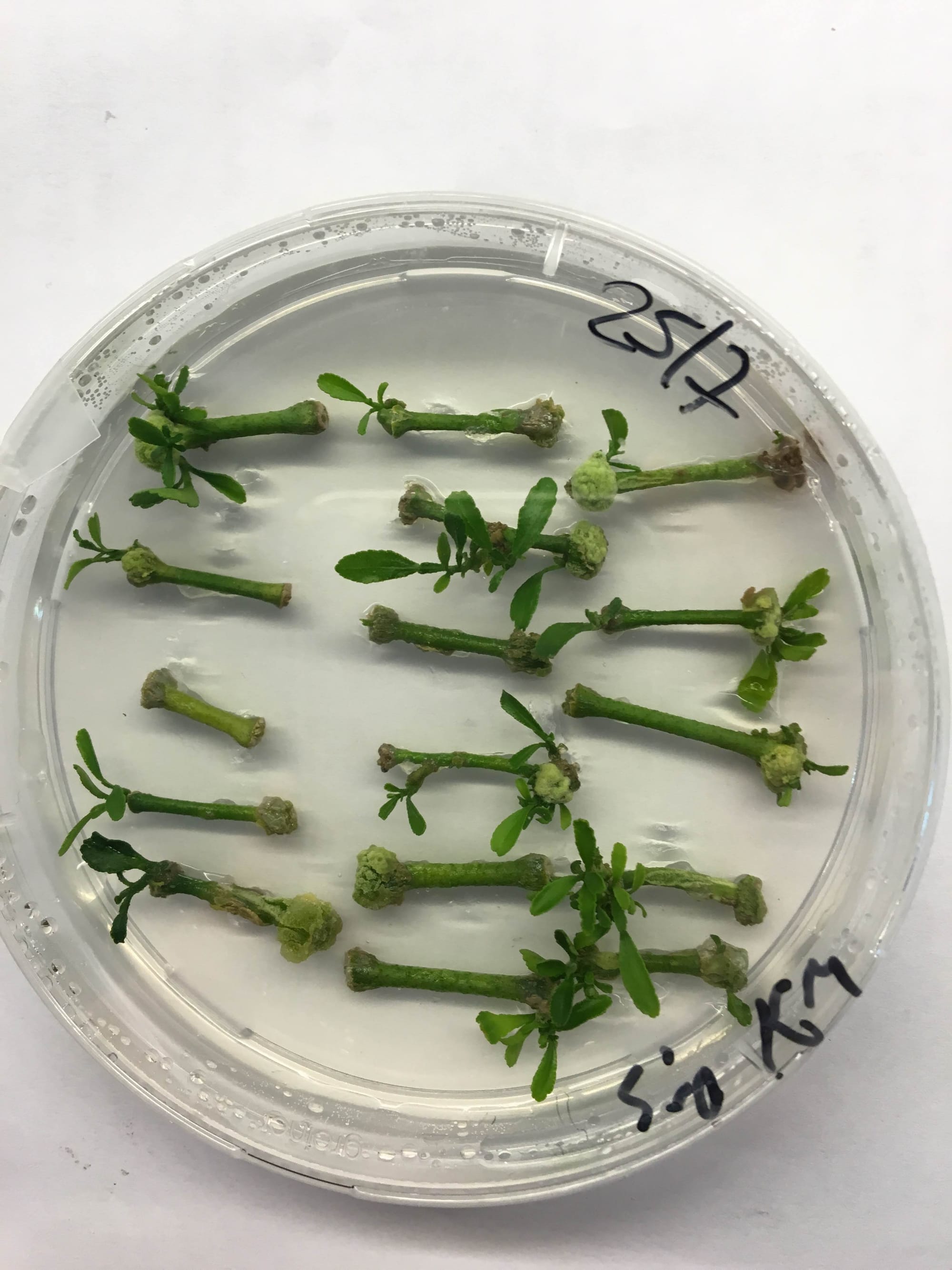 Explorando el uso de árboles genéticamente modificados (GM) para combatir enfermedades en cítricos en Argentine
