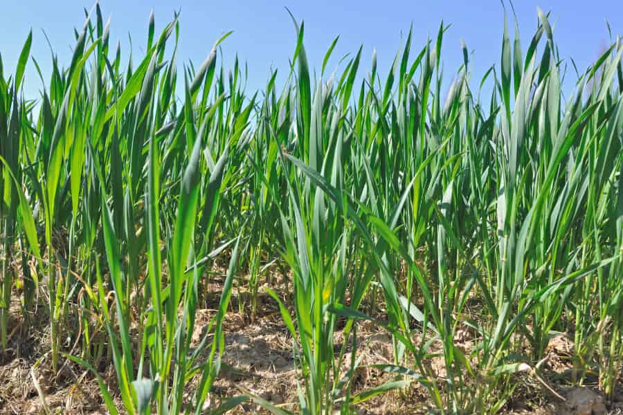 Quand le vent souffle, qu'arrive-t-il au blé ?