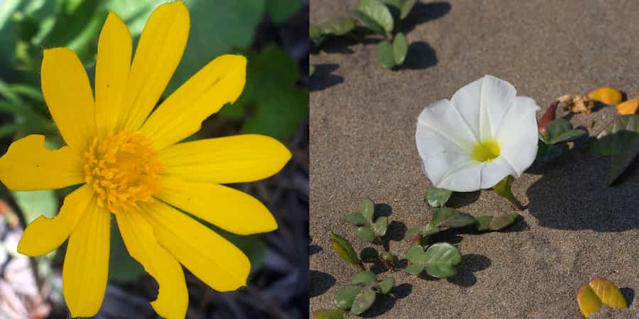 The bright side of Facebook: users catalogue rare plant species in Italy