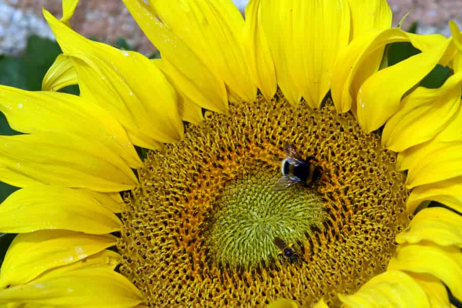 A healthy sunflower diet can help domesticated bumblebees avoid infection