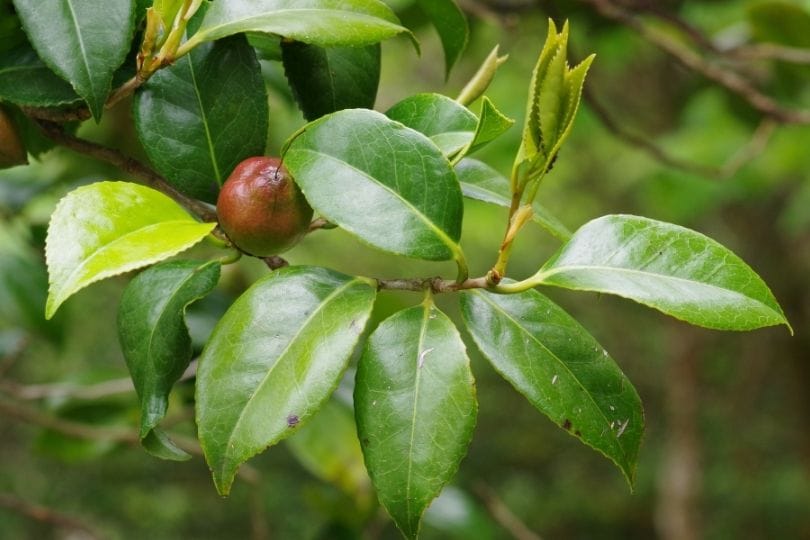 Variación geográfica en la estructura de los brotes relacionada con el tamaño del fruto en Camelia japonica