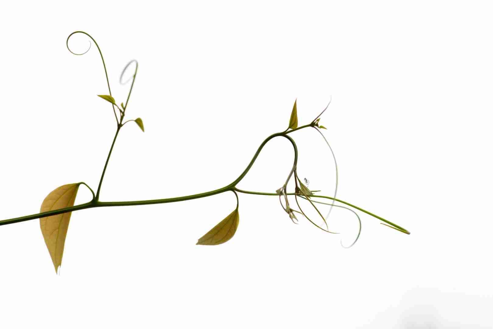 Le compromis entre la biomécanique de la tige et l'hydraulique chez les lianes et les arbres de Bauhinia