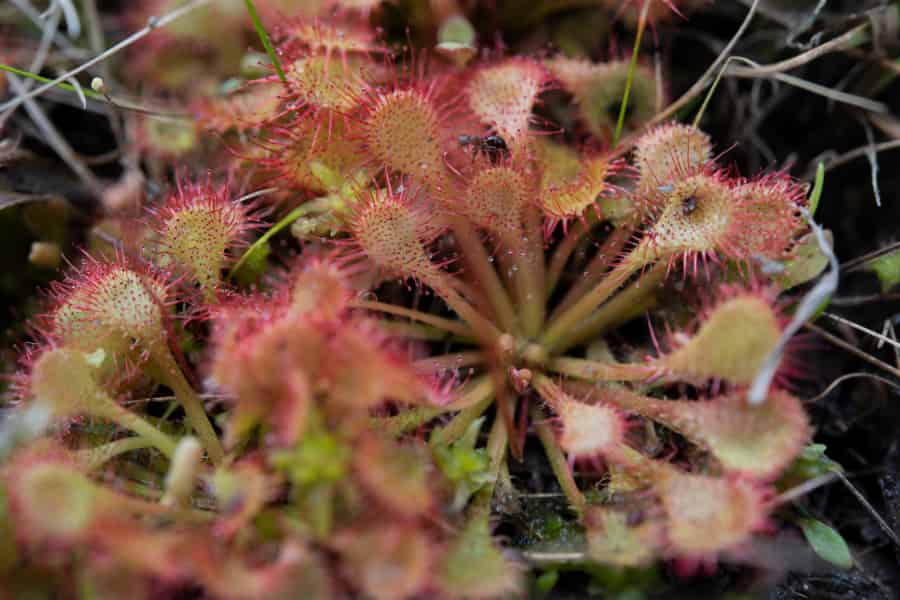 Kentucky crayfish aids plant on the run