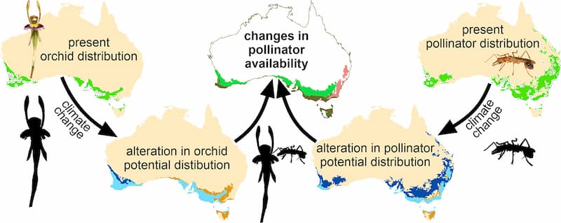 Un diagramme montrant les effets du changement dans l'aire de répartition de Leporella fimbriata et Myrmecia urens sur les changements dans la disponibilité des pollinisateurs