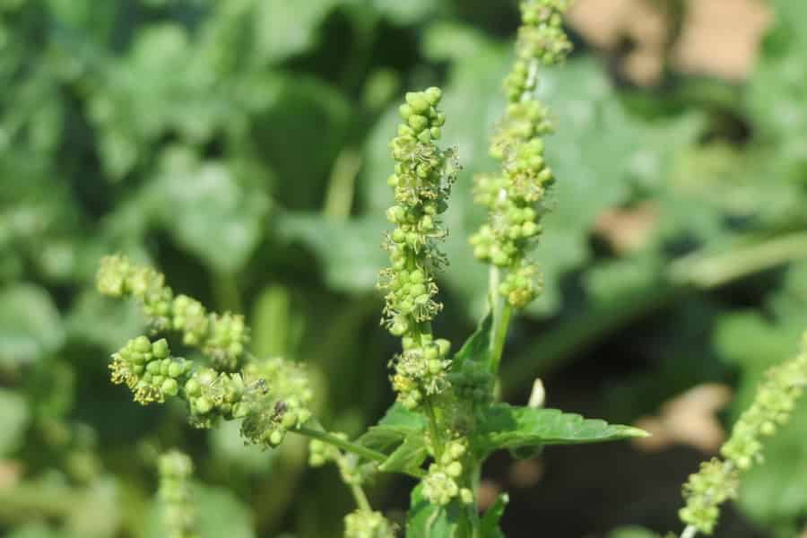 Où sont passés tous les bons hommes&nbsp;? Ne désespérez pas - Faites-en vous-même (c'est ce que font les plantes..)
