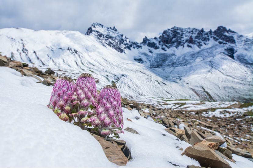 Woolly, cushion, rosette: drivers of diversity in the alpine Saussurea genus