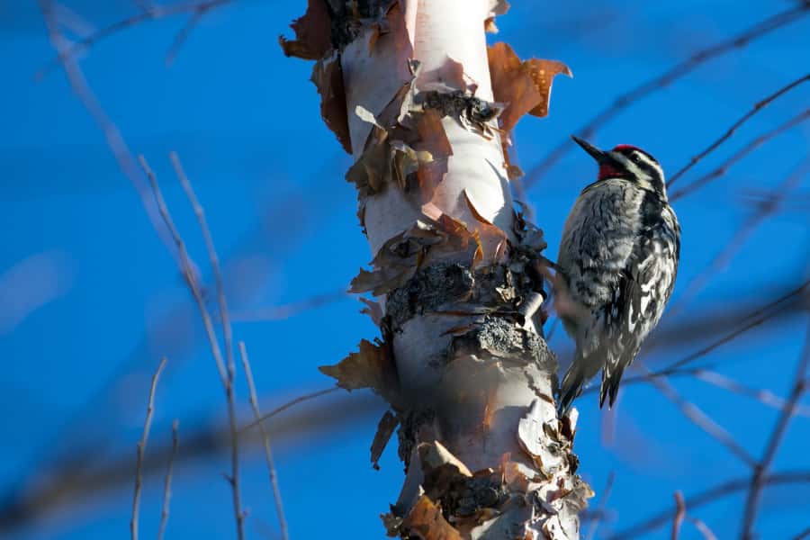 The rise and fall of carbohydrates in the trees of the north