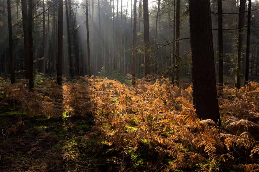 Un estudio de coníferas revela cómo un clima cambiante podría complicar la silvicultura comercial