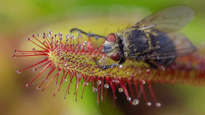 Los productos químicos de las plantas son más importantes en los carnívoros de lo que se pensaba anteriormente