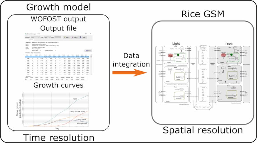 Predicción del rendimiento del arroz bajo sequía