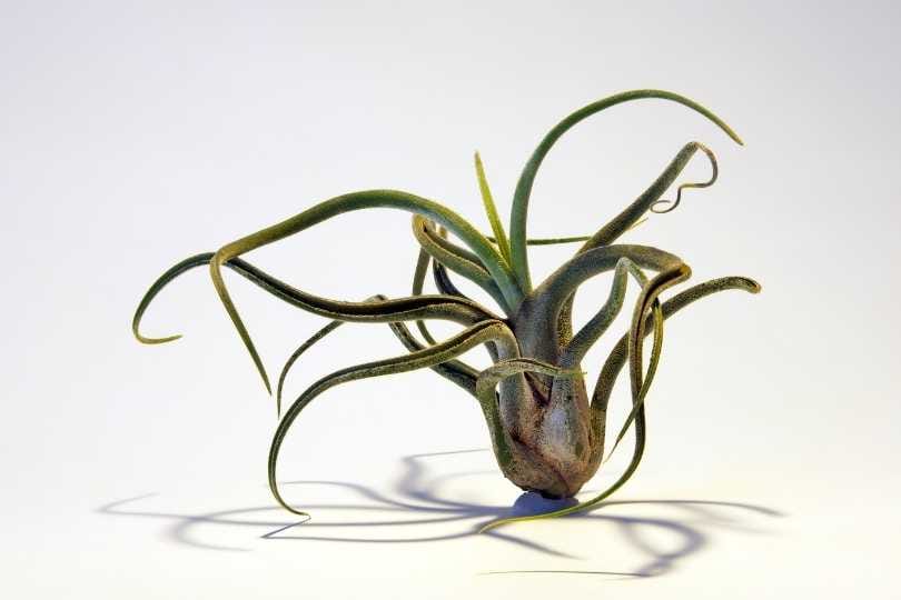 The pros and cons of ant mutualism in epiphytic Tillandsia species