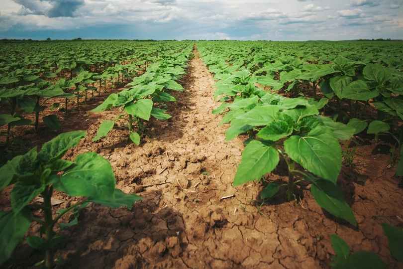El papel de la melatonina en la tolerancia a la sequía de la soja