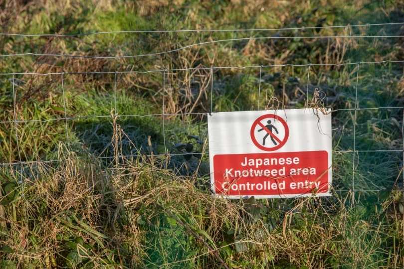 Predicción de las respuestas de plantas nativas a la invasión de nudillos japoneses
