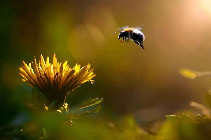 Do flowers removed of nectar and pollen attract fewer bumblebee pollinators?
