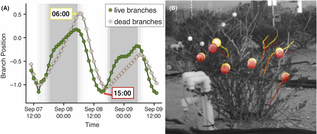 Les branches de créosote dansent, même après la mort
