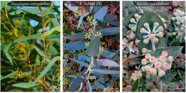 Do hybrids help a plant expand their range, or do they get in the way?