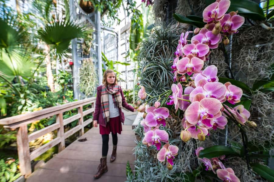 Approaches for orchid conservation at the U.S. Botanic Garden