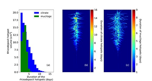 3D model of rhizodeposition