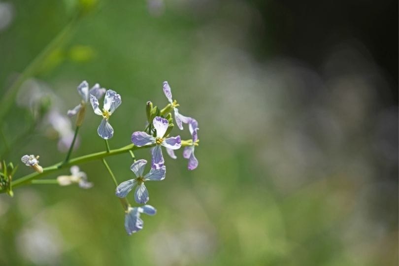 Régulation du temps de floraison chez le radis sauvage du Japon