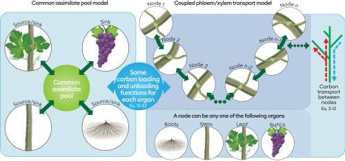 Improving wine yield and quality by improving carbohydrate modelling