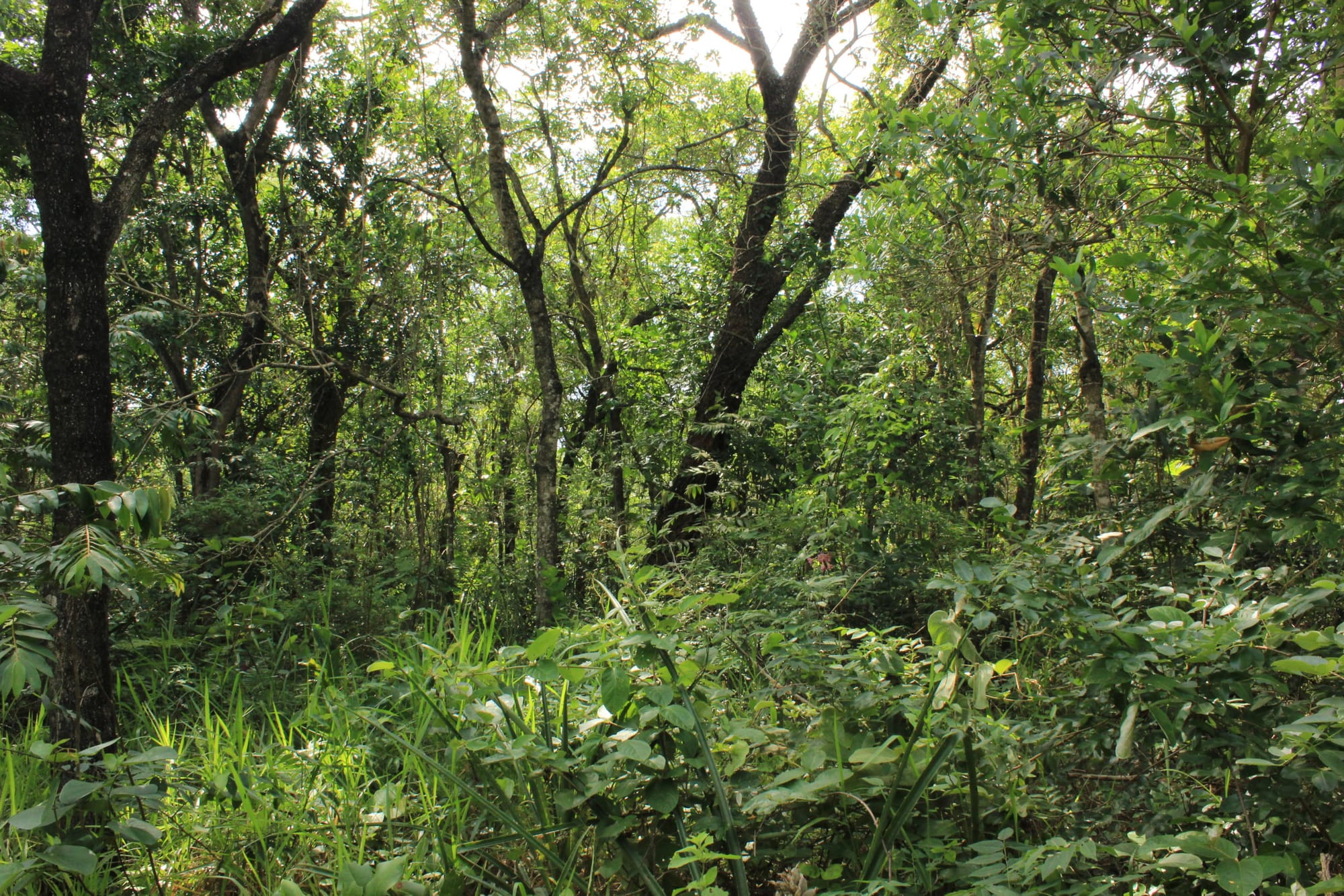The Brazilian savanna at risk because of the combination of disturbances