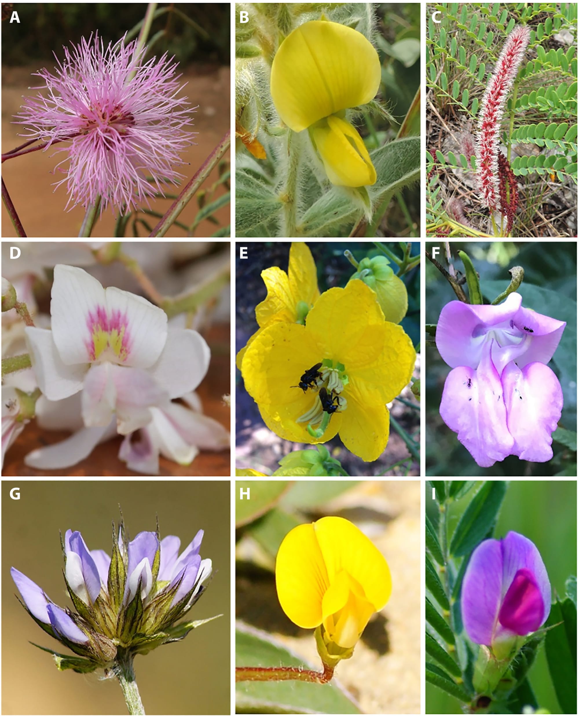 El color de la vegetación de fondo revela cómo las abejas ven las flores
