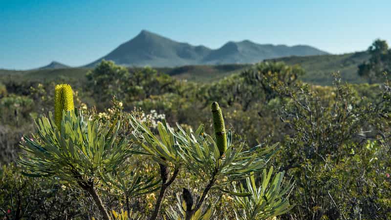 Patrones de asignación de nutrientes foliares en Banksia attenuata y B. sessilis