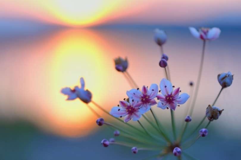 Plasticidad fenotípica a la disponibilidad de nutrientes en una especie invasora de humedales