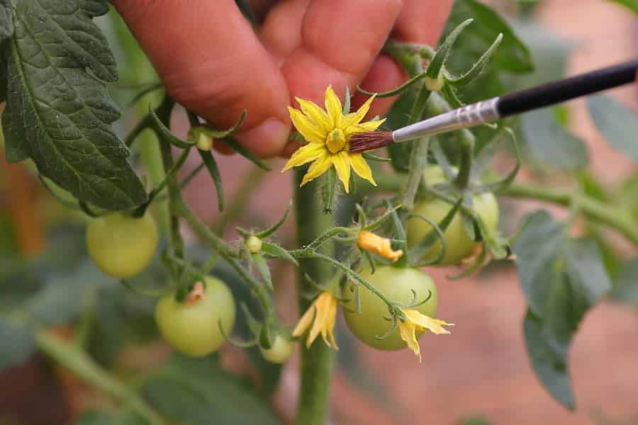 Quand s'occuper des pollinisateurs est littéralement une question d'intérêt personnel