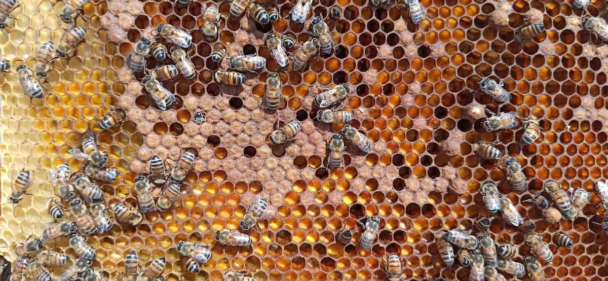 Bees, honey and Agave in the northern sierra of La Barca, Jalisco