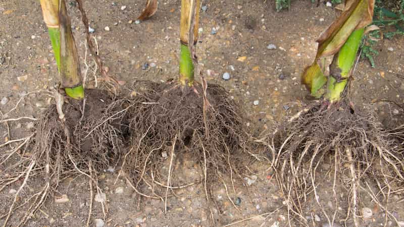 Groping in the soil for nutrients encourages root growth