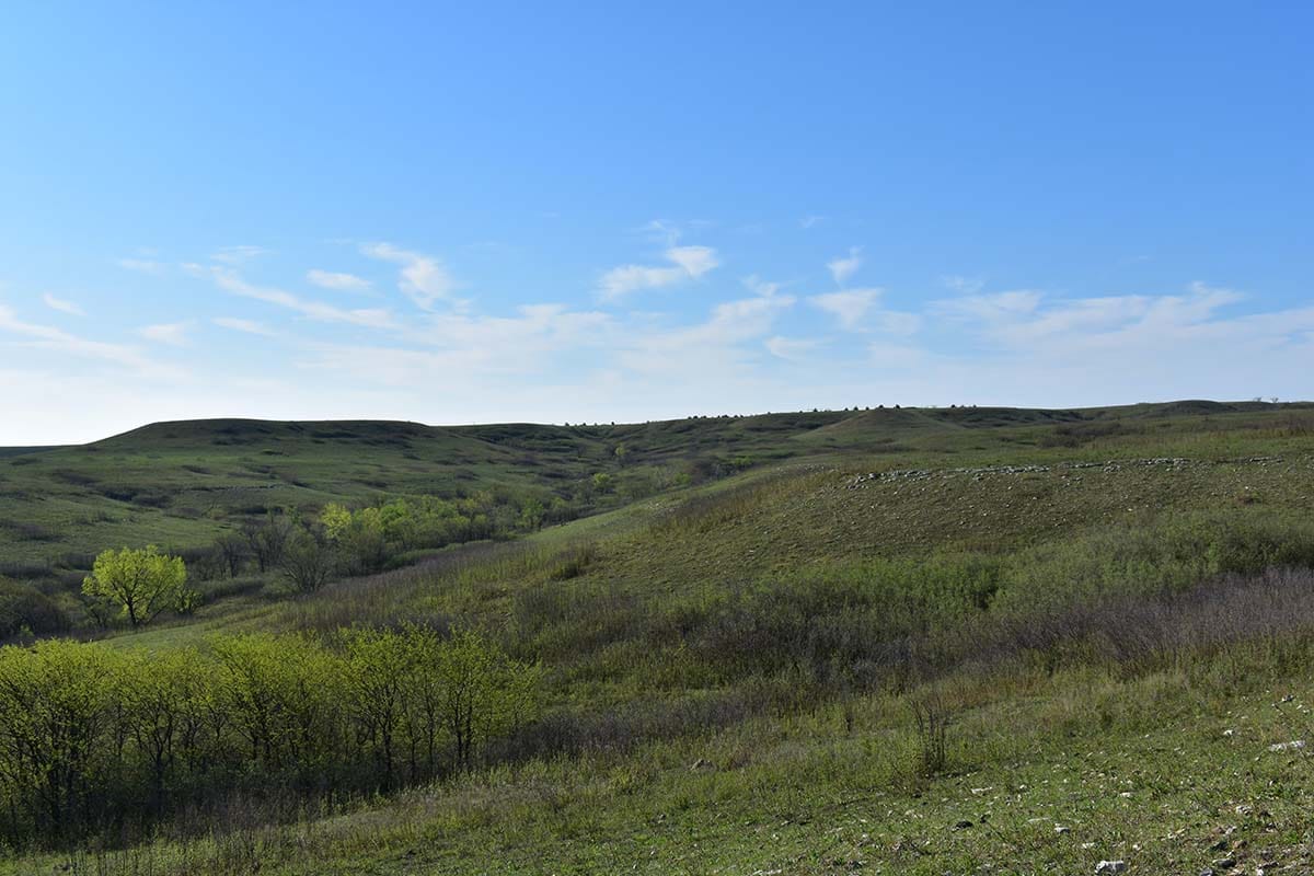 Intra-clonal differences in leaf physiology after fire in Cornus drummondii