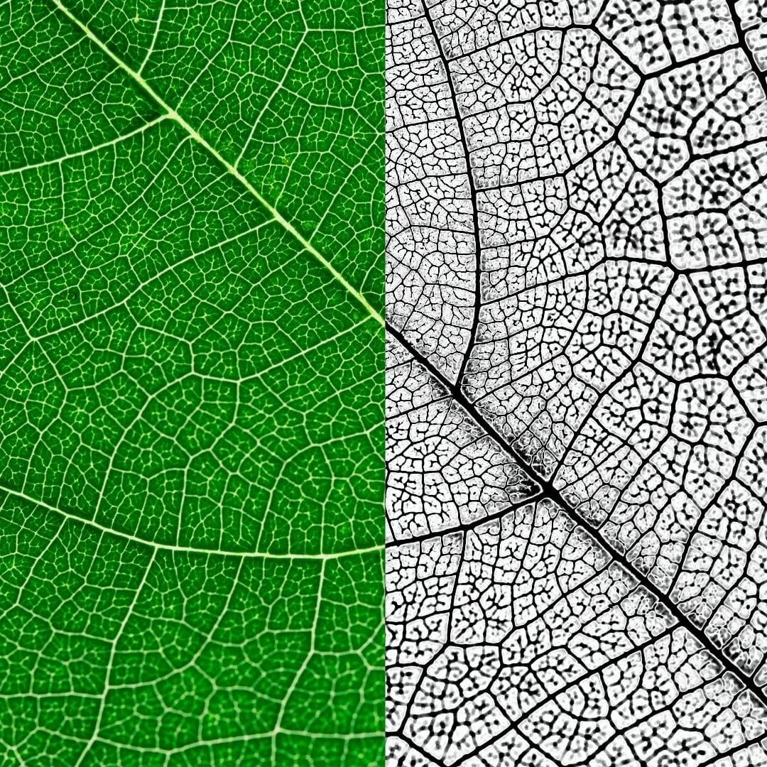 Plant computational model explains how leaf veins develop