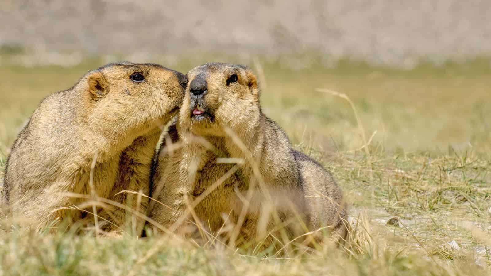 Les arbres seuls ne nous sauveront pas
