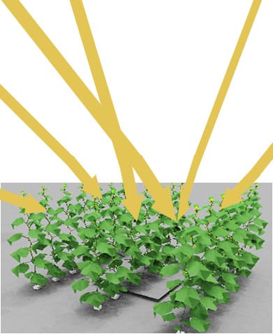 Los modelos de luz 1D son tan precisos como los 3D para estimar la materia seca