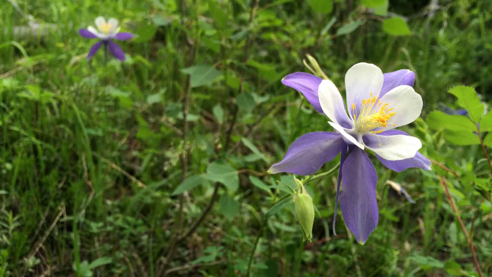 Brassinosteroids regulate petal spur length in Aquilegia