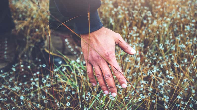 Floral development and vasculature of Eriocaulon (Eriocaulaceae)
