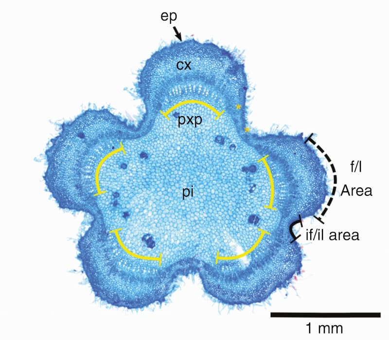 Lobed stems in the evolution of Malvaceae