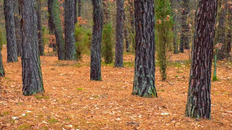 Tree species mixing increases stand productivity and density