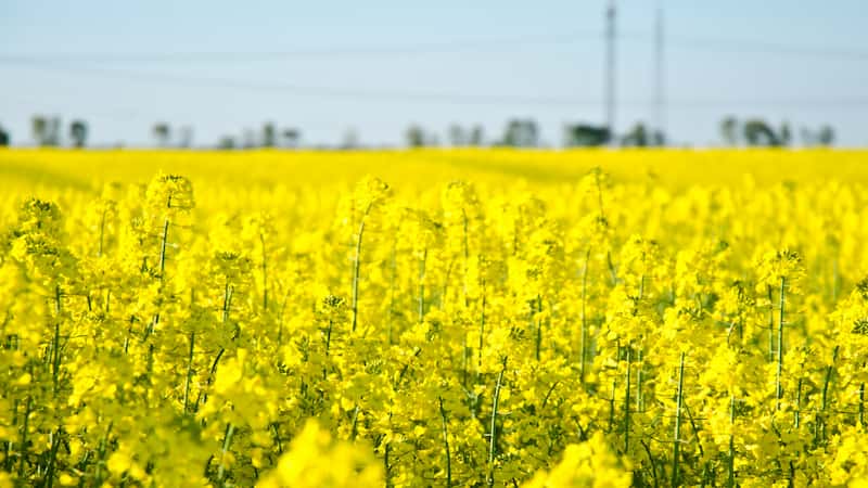 Genetic control of height and branch number of Brassica napus at low Phosphorus