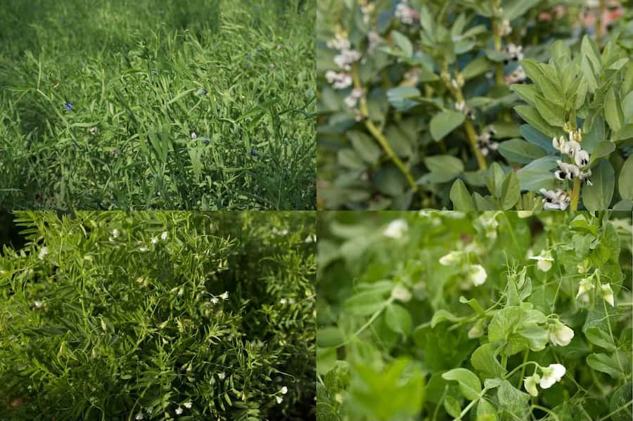 Tolerance to waterlogging in relay sown grain legume crops