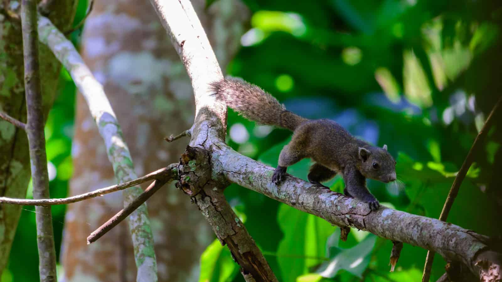 Las ardillas asiáticas se vuelven locas por el néctar