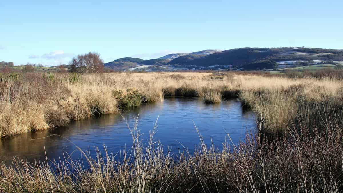 Climate change will hit peat bogs not so much from greater heat but from the reduced precipitation that comes with the heat