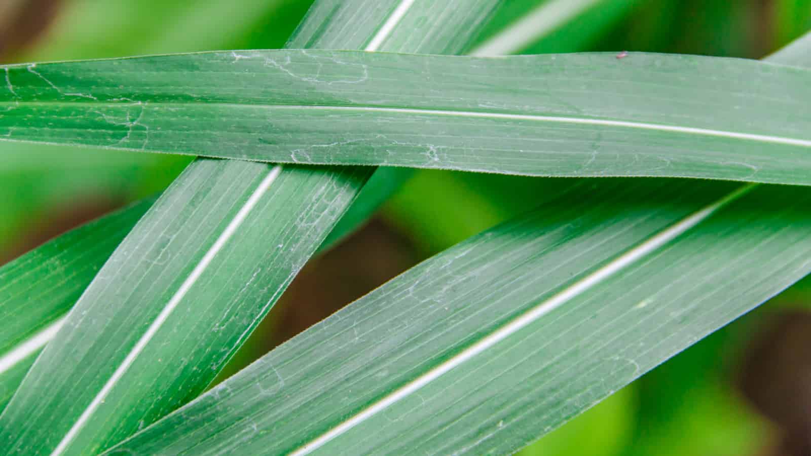 Los botánicos dan un paso atrás para avanzar en la comprensión de la hierba
